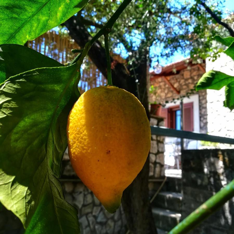 La Mandra, Cottage Tra Gli Ulivi Вико Екуензе Екстериор снимка